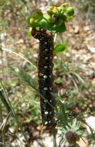 Chenille du Sphinx de l'Euphorbe - Hyles euphorbiae L. - Sphingidae Macroglossinae 1.jpg