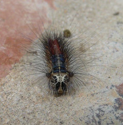 Lymantria dispar (Linnaeus, 1758) - Lymantriidae bis (1).jpg