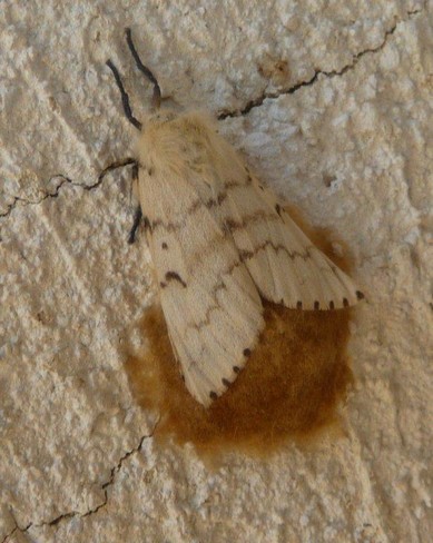 Lymantria dispar (Linnaeus, 1758) - Lymantriidae bis (2).jpg