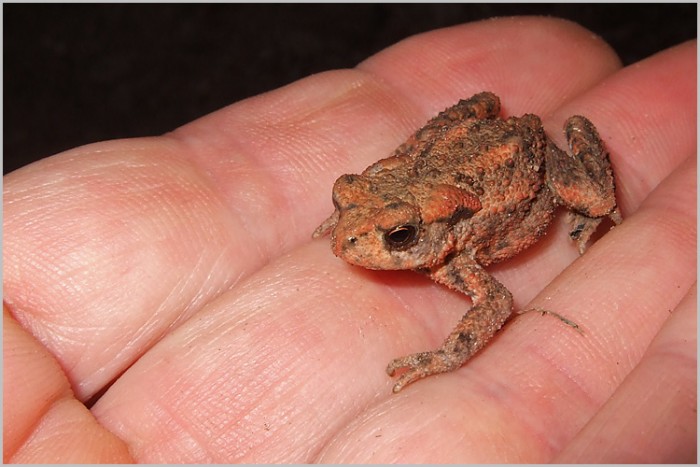 Bufo bufo clair
