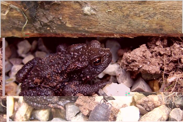Bufo bufo foncé
