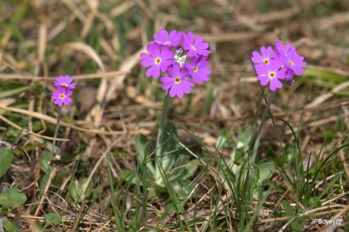 Primevère de Haller,&quot; Primula Halleri &quot; région calcaire entre 1001 et 2000 m. qui ressemble a la primevère farineuse &quot;Primula farinosa&quot; le dessous de feuilles aspect farineux d’où son mon, elle se plaît dans les régions marécageuses.