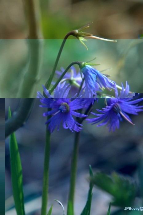 Soldanelle des montagnes « Soldanella montana » espèce très robuste, aux feuilles arrondies pousse entre 800 et 1600 m.