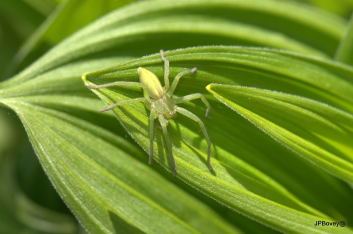 par sa forme elle ressemble à la Pisaura mirabilis avec son abdomen pointu mais sur la doc que j'ai il ne parle pas de la possibilité de changer de couleur comme l'araignée crabe