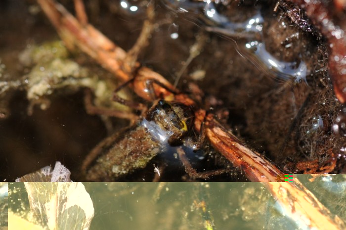 la larve sortant de l'eau, redoutable chasseur, elle peut capturer de petits poissons gras avec leur mandibule qu'elle projette en avant, un vrais alien