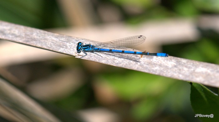 Agrion jouvencelle dans sa livrée bleu électrique