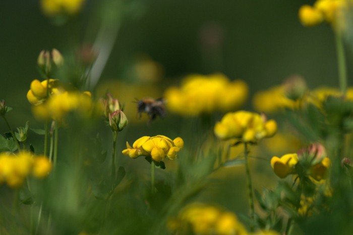 Bourdon en plein vole légèrement flou due aux hautes herbes