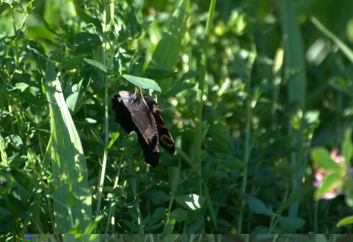 Robert-le -diable &quot;Polygonia c-album&quot; malheureusement fermer et impossible de le suivre