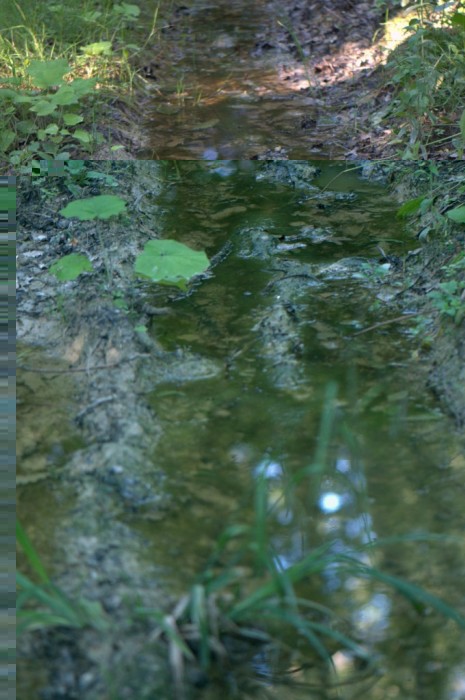 Milieu humide ou j'ai trouver &quot;Bombina variagata&quot;