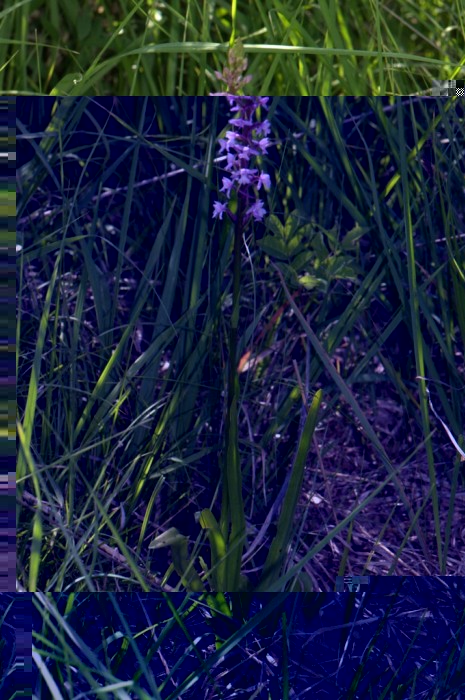 Gimadenia conopsea