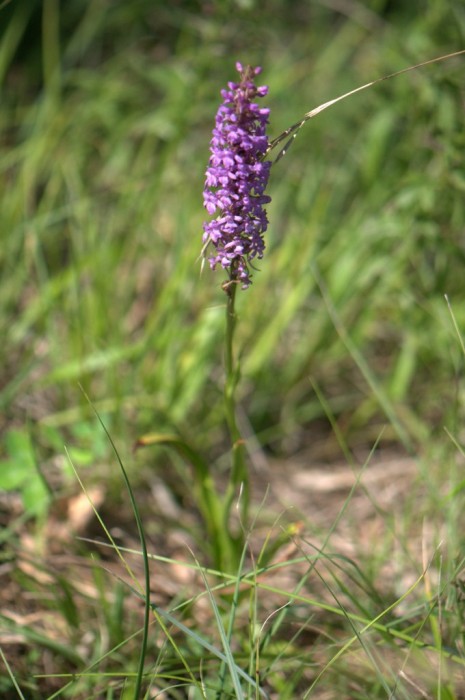 gymnadenia conpsea var. densifolia (2).jpg