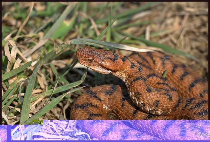 _JPB8868.jpg (293.56 Kio) Vu 20792 fois superbe couleur orangée