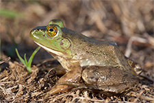 rana catesbeiana