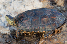 Mauremys leprosa