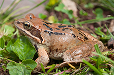 grenouille rousse