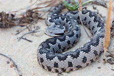 Vipera latastei