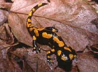 Salamandra giliolii 