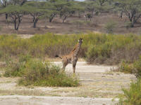 girafendutu.jpg