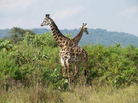 giraffeArusha1.jpg