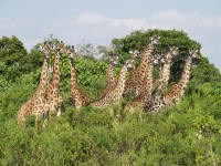 giraffeArusha2.jpg