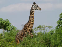 giraffeArusha3.jpg