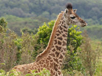 giraffeArusha5.jpg