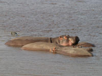 hipposndutu.jpg