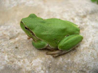 hyla