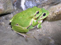 hyla