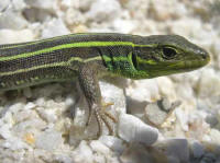 lacerta trilineata juvnile