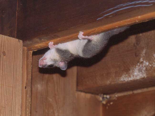 Comment se débarrasser d'un loir dans une maison ?