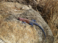 mwanzae.jpg