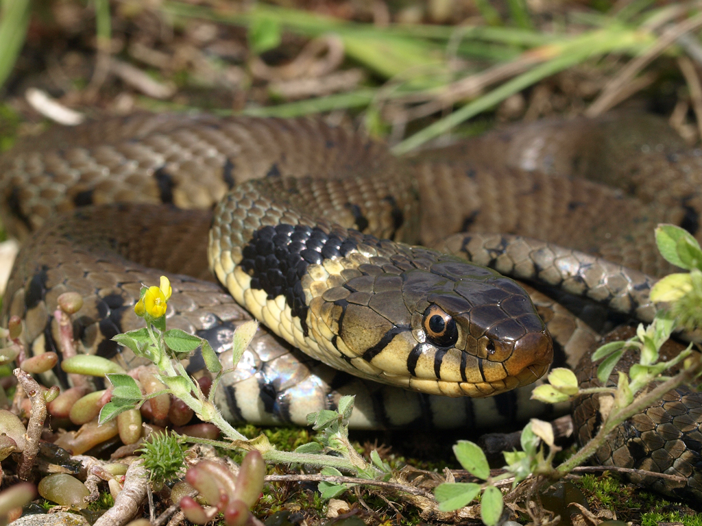Natrix Natrix Couleuvre Collier Reptile