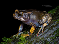 Nectophrynoides