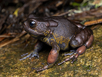 Nectophrynoides