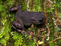 Nectophrynoides.jpg