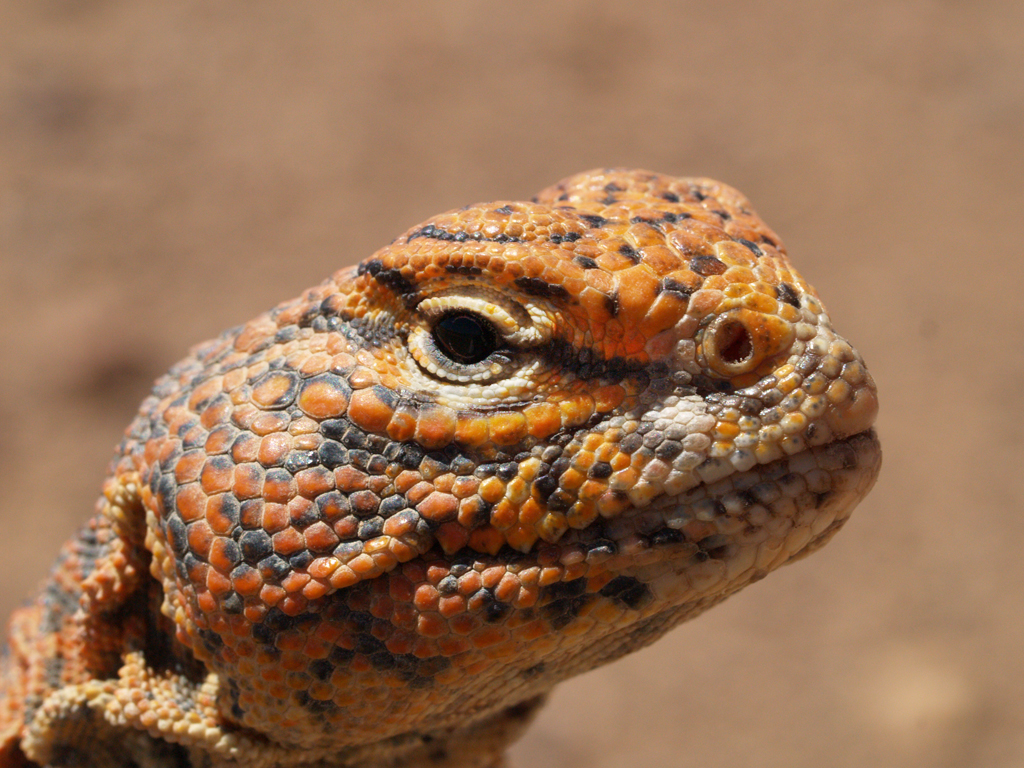 Uromastyx ornata - Lézard fouette-queue