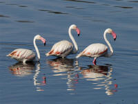phoenicopterusruber.jpg