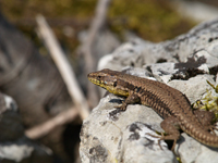 Podarcis muralis