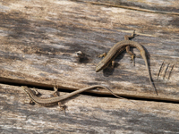 Podarcis muralis