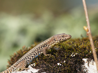 podarcis muralis