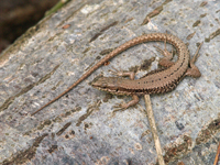 podarcis muralis