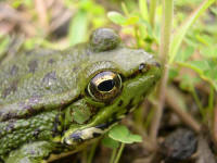 rana cretensis