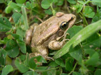 rana cretensis juvenile