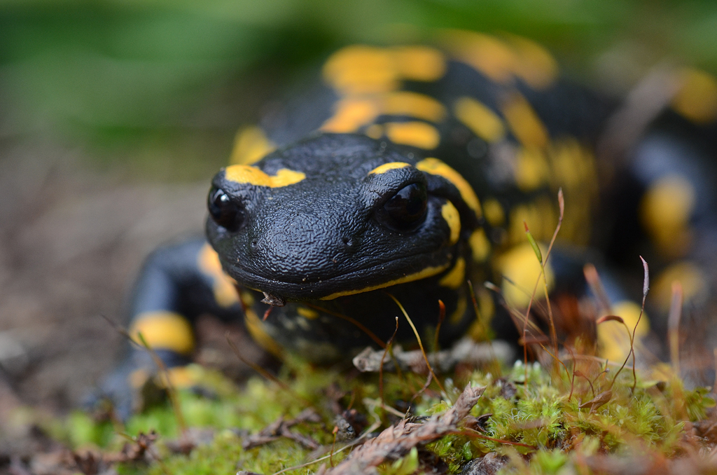 Salamandre tachetée - Salamandra salamandra  Reptiles et Amphibiens de  Nouvelle-Aquitaine - Cistude Nature