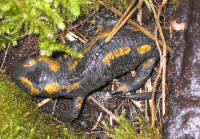 salamandra