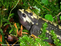 dtail accouplement