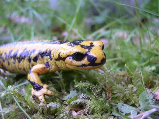 Le funeste avenir des salamandres