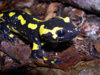 salamandre