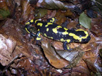 salamandre